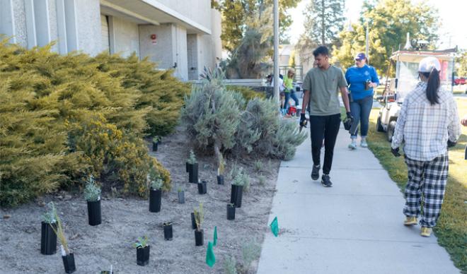 Students Planting Sagebrush on Campus