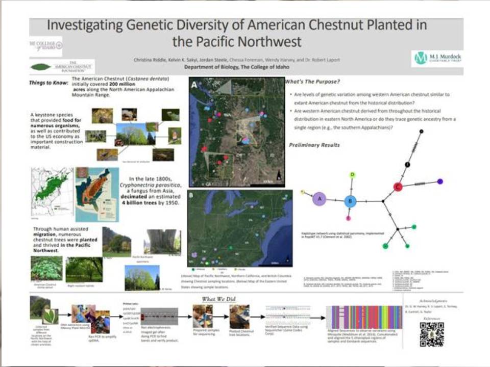 Chestnut Research Poster